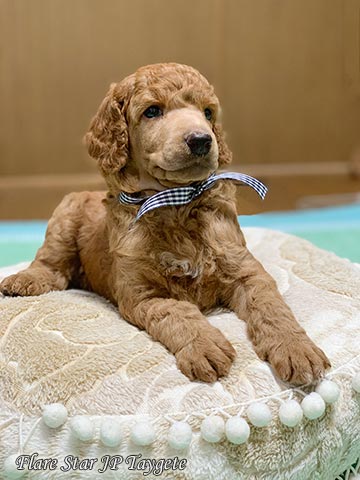 �X�^���v�[�u���[�_�[